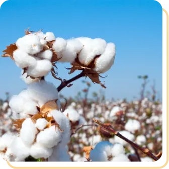 Cotton and cotton processing units